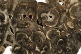 Petrified Seed Fern (Rhexoxylon) Round - Zimbabwe #199013-1